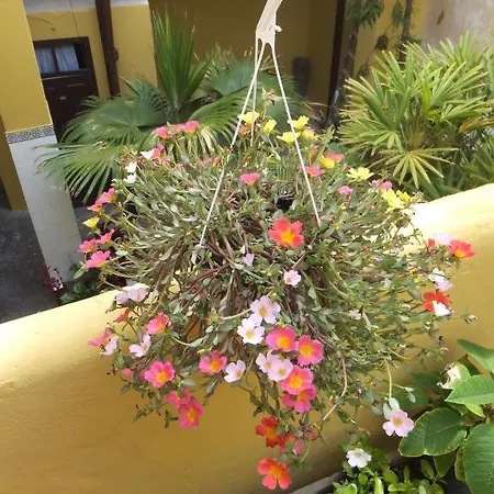 Cejas Casa Colonial Cejas 게스트하우스 산타크루스데 테네리페