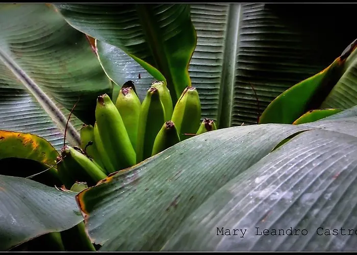 Cejas Casa Colonial Cejas Santa Cruz de Tenerife
