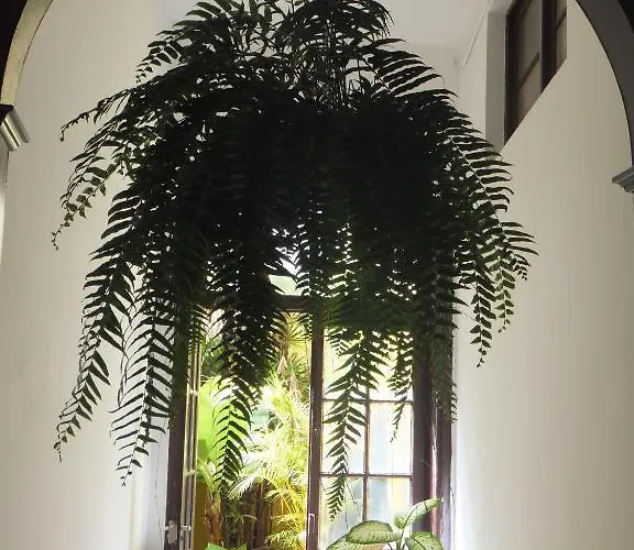 Gasthof Cejas Casa Colonial Cejas Santa Cruz de Tenerife