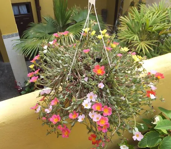 Cejas Casa Colonial Cejas Vendégház Santa Cruz de Tenerife
