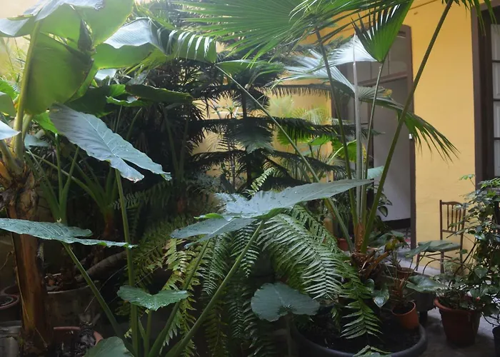 Cejas Casa Colonial Cejas * Santa Cruz de Tenerife