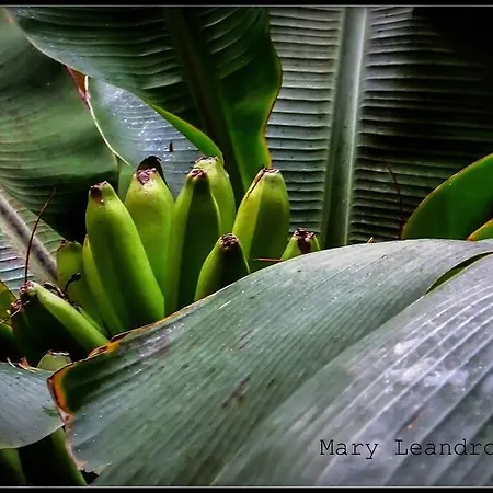 Cejas Casa Colonial Cejas Санта-Крус-де-Тенерифе