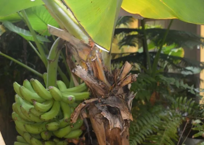 Cejas Casa Colonial Cejas